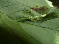Phyllonorycter geniculella