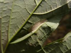 Phyllonorycter geniculella
