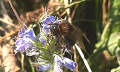 Bombus