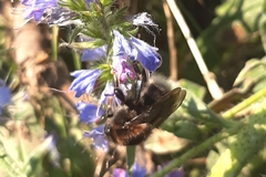 Bombus