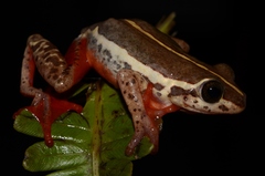 Hyperolius parallelus