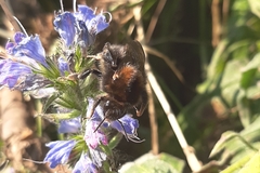 Bombus