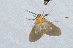 Asota plaginota