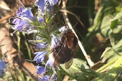 Bombus