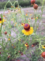 Helenium amphibolum