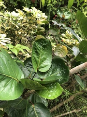 Polyscias scutellaria