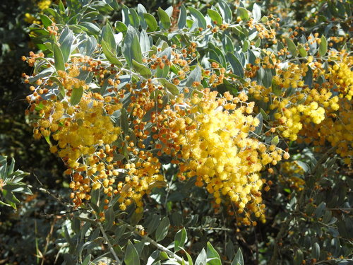 Acacia podalyriifolia