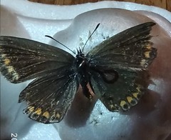 Lepidoptera