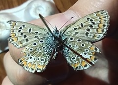 Lepidoptera