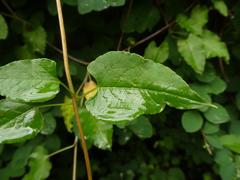 Fallopia baldschuanica