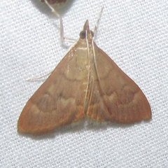 Pyrausta klotsi