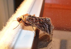 Autographa mappa