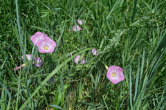 Convolvulus chinensis