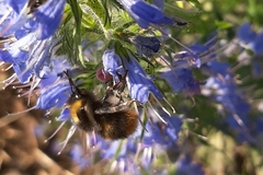 Bombus pratorum