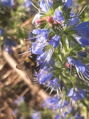 Bombus pratorum