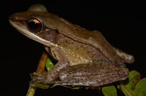 Forest White-lipped Frog