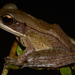 Forest White-lipped Frog - Photo no rights reserved, uploaded by Marius Burger
