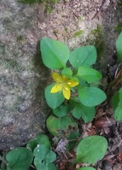 Lysimachia japonica