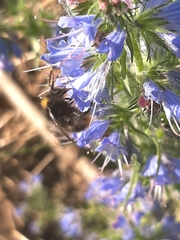 Bombus pratorum