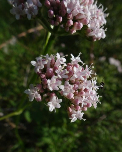 Vaistinis valerijonas nuotrauka