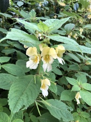 Impatiens scabrida