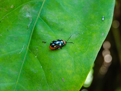 Omophoita simulans