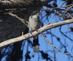 Aphelocoma insularis