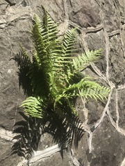 Dryopteris filix-mas