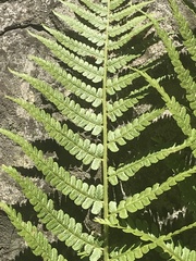 Dryopteris filix-mas