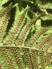 Dryopteris filix-mas