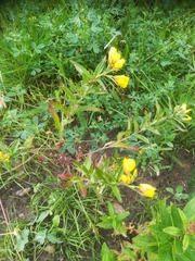 Oenothera biennis