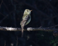 Empidonax difficilis insulicola