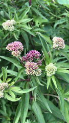 Eupatorium cannabinum