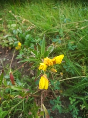Oenothera biennis