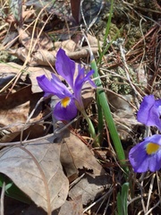 Iris verna