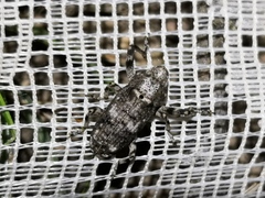 Gasterocercus depressirostris
