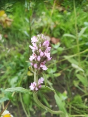 Betonica officinalis