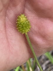 Ranunculus inamoenus