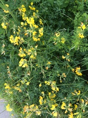 Lotus corniculatus