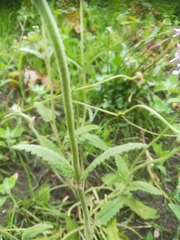 Betonica officinalis