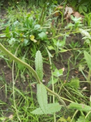 Betonica officinalis