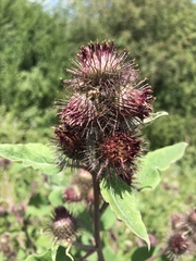 Arctium nemorosum