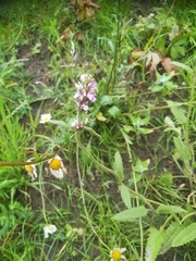 Betonica officinalis