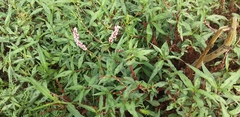 Persicaria segetum