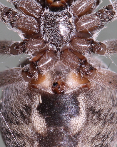 Larinioides ixobolus