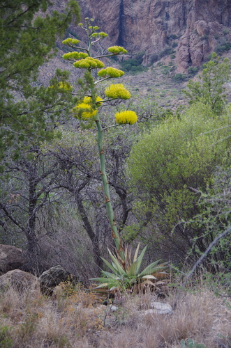 Agave havardiana