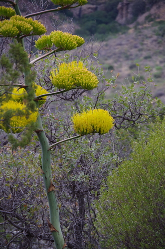Agave havardiana