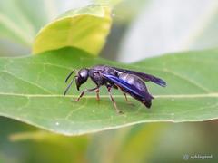 Orancistrocerus aterrimus erythropus