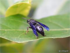Orancistrocerus aterrimus erythropus