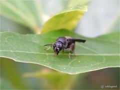 Orancistrocerus aterrimus erythropus